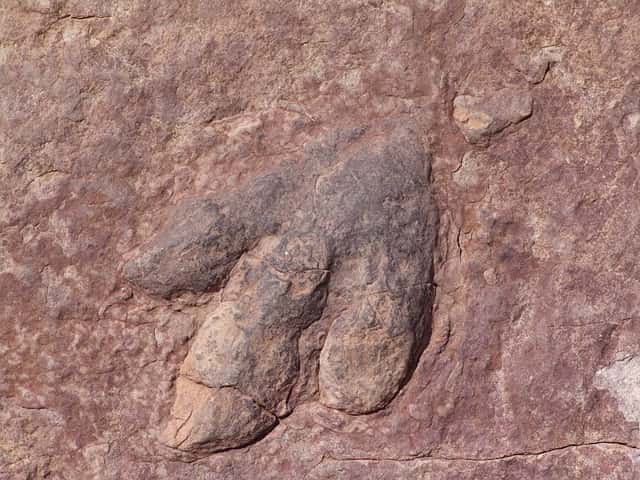Ancient Biological Traces