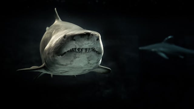 deep sea creature