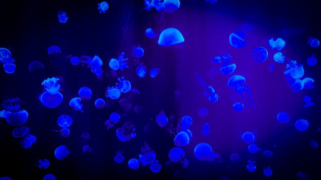 strange glow in the sea